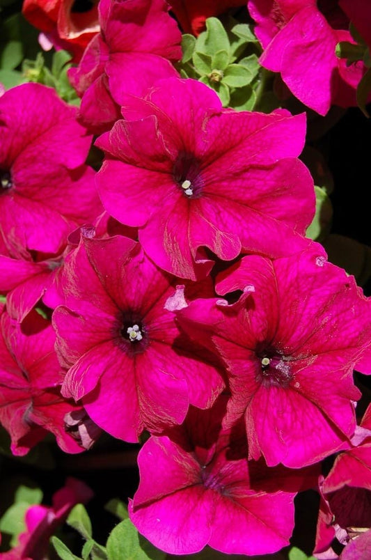 Pelleted Petunia Seeds 1,000 Bulk Seeds Candypops Deep Rose