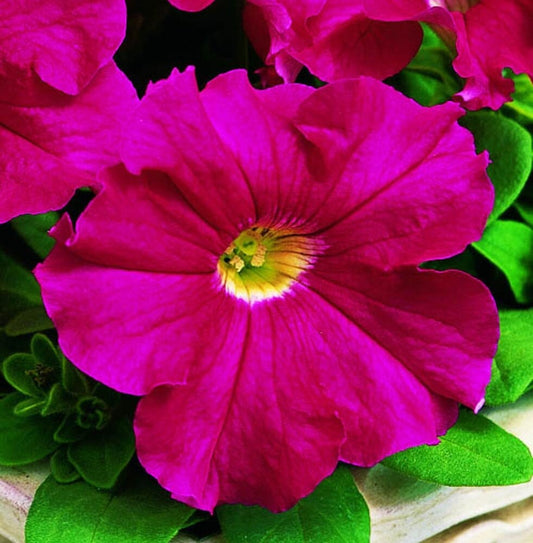 Pelleted Petunia Seeds 1,000 Bulk Flower Seeds Candypops Rose