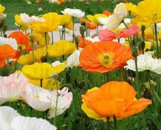 Alpine Poppy Seeds 250 Seeds Flower Seeds