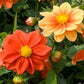 25 Dahlia Opera Orange Dwarf Dahlia Seeds Flower Seeds