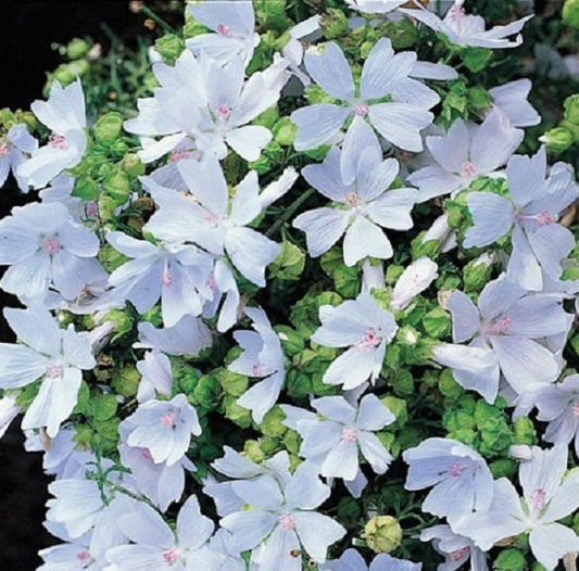 Hollyhock Seeds Malva Moschata White 50 Seeds Perennial Seeds