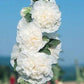 Hollyhock Seeds Chaters White 50 Alcea Seeds Perennial