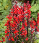 Lobelia Seeds Queen Victoria Cardinal Lobelia 50 Pelleted Seeds (Perennial)