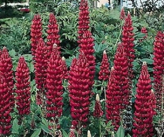 50 Lupine Seed Russell My Castle (Perennial)