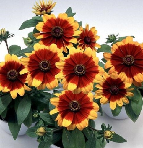 Rudbeckia Seeds Rudbeckia Logro Two Tone 50 Flower Seeds Perennial
