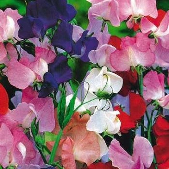 50 Sweet Pea Royal Family Mix Seeds Sweet Pea Seeds