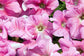 Flower Seeds For Sale Petunia Seeds Tritunia Pink veined 1,000 Pelleted Seeds