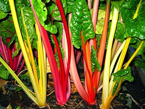 500 Swiss Chard Seeds Northern Lights Mix