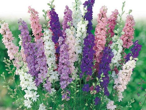 50 Delphinium Seeds Pacific Giant Mix FLOWER SEEDS Perennial