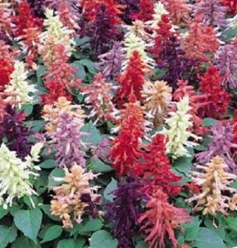 50 Salvia Seeds Vista Mix Flower Seeds