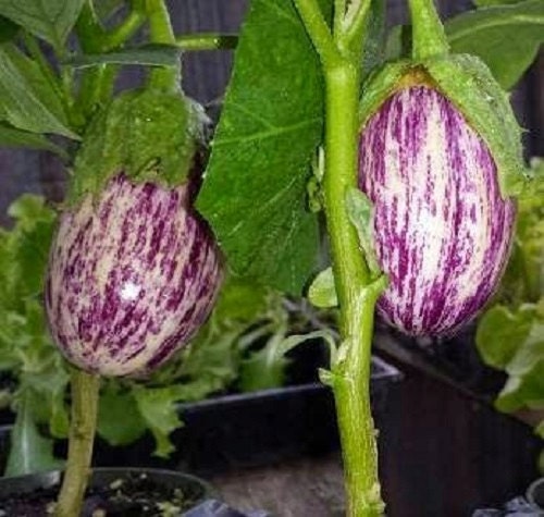 Eggplant Seeds 50 Seeds Shooting Stars Striped Egg Plant