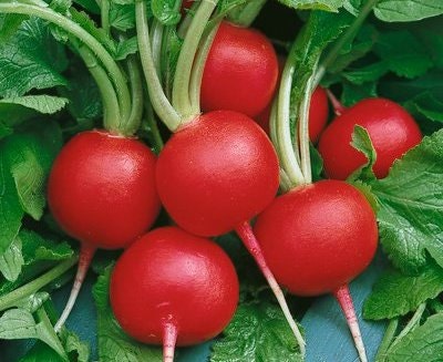 2,000 Radish Seeds Champion 28 days