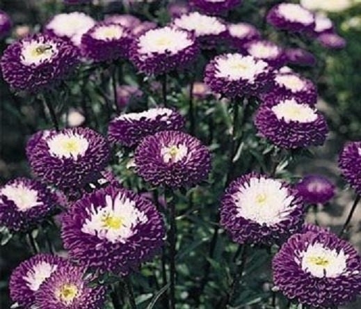pot and patio mix aster Aster Seeds Pot & Patio Mix | Nature Nursery