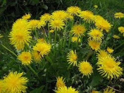Dandelion Seeds 1,000 Seeds Italian Dandeilion