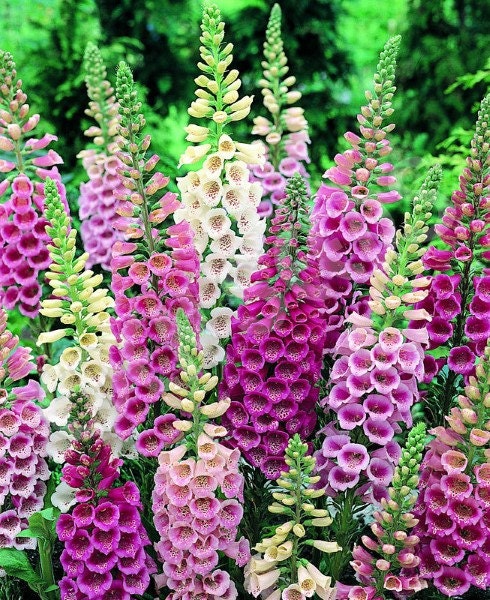 2,000 Foxglove Seeds Excelsior Mix Digitalis Seeds Flower Seeds