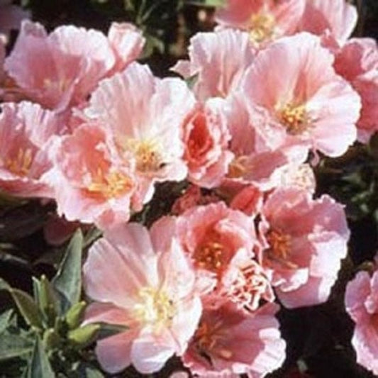 500 Godetia Sybil Grandiflora Seeds Godetia Seeds