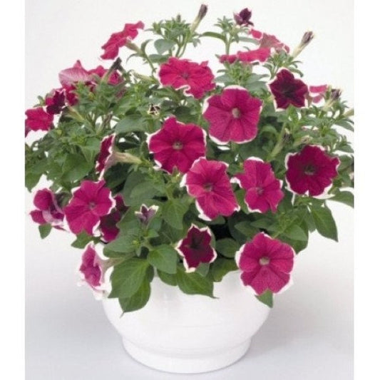 Bulk Petunia Seeds 1,000 Pelleted Seeds Petunia Hulahoop Rose