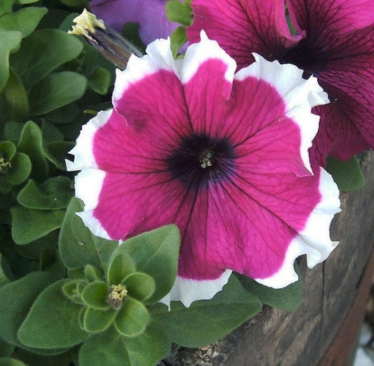 Bulk Petunia Seeds 1,000 Pelleted Seeds Petunia Hulahoop Velvet