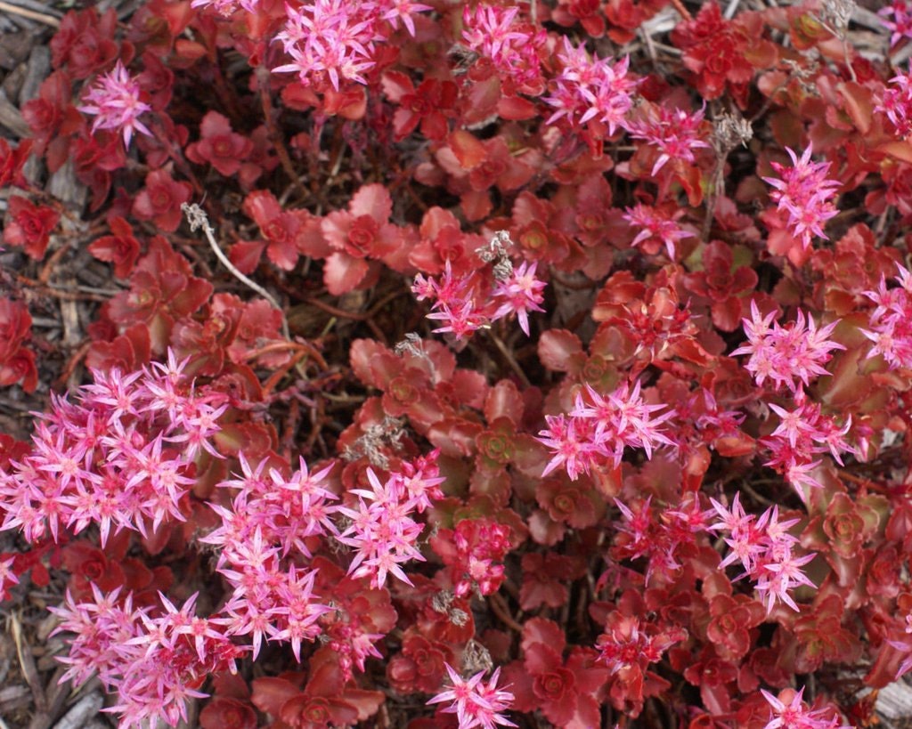 MPB#2 Bulk Seeds Sedum Dragon Blood Succulent Seeds 10,000 Bulk Seeds
