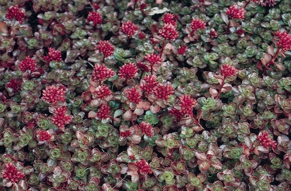 MPB#2 Bulk Seeds Sedum Dragon Blood Succulent Seeds 10,000 Bulk Seeds