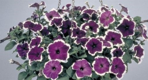 Bulk Petunia Seeds 1,000 Pelleted Seeds Petunia Seeds Candypops Blue Picotee