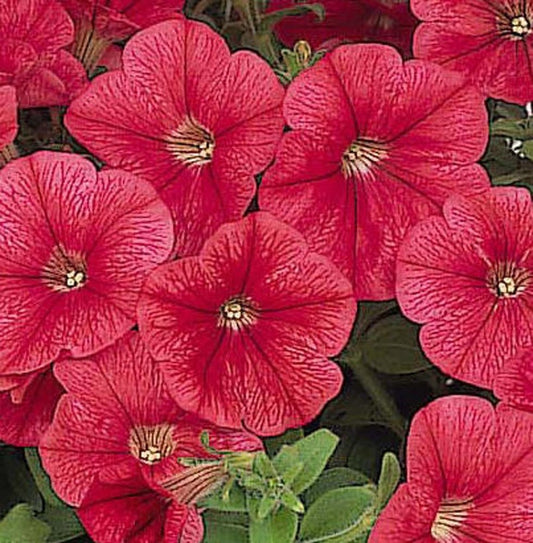 Bulk Petunia Seeds 1,000 Pelleted Seeds Petunia Seeds Candypops Strawberry Vein
