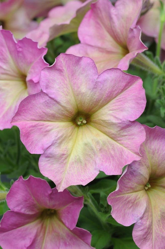 Bulk Petunia Seeds 1,000 Pelleted Seeds Petunia Seeds Candypops Pink Morn