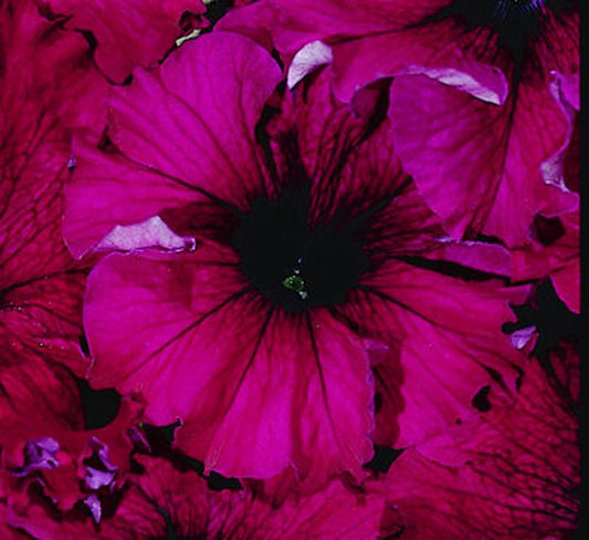 Pelleted Petunia Seeds 1,000 Bulk Petunia Seeds Candypops Burgundy