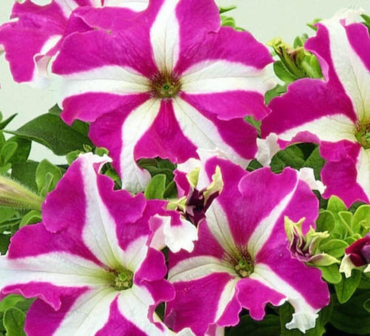 Pelleted Petunia Seeds 1,000 Bulk Flower Seeds Candypops Rose Star