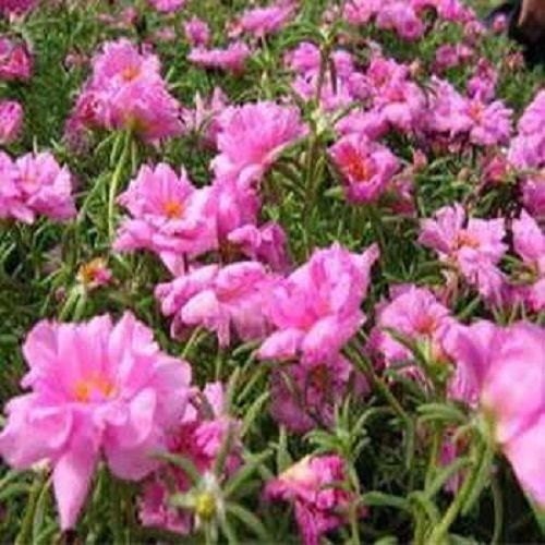 500 Seeds Portulaca Moss Rose Pink Portulacea FLOWER SEEDS