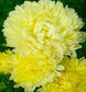 Aster Seeds Duchess Yellow Peony Aster 50 Seeds FLOWER SEEDS Paeony