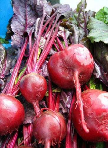 250 Beet Seeds Bulls Blood Beets