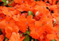 50 Seeds Impatiens Super Elfin Bright Orange Flower Seeds Impatiens Seeds