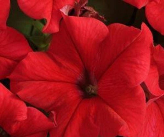 Petunia Seeds Tritunia Red 1,000 Pelleted Petunia Seeds