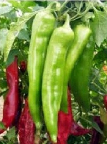 Pepper Seeds 100 Hot Big Jim CHILI PEPPER SEEDS