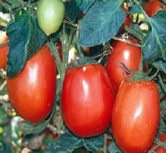 500 Tomato Rio Grande Tomato Seeds