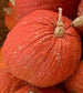 25 Squash Seeds Warty Red Squash Seeds Pumpkin Seeds
