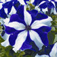 Flower Seeds For Sale Petunia Seeds Tritunia Blue Star 1,000 Pelleted Seeds