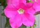 Flower Seeds For Sale Petunia Seeds Tritunia Pink 1,000 Pelleted Seeds