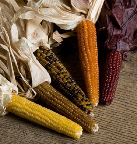 Popcorn Seeds 250 Corn Seeds Miniature Colored Popcorn