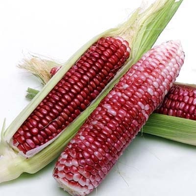 Ornamental Corn Seeds 100 Neon Pink Corn Seeds Popcorn Seeds