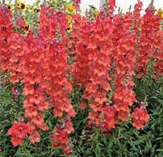 250 Seeds Snapdragon Orange Wonder Seeds