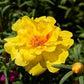 500 Seeds Portulaca Moss Rose Yellow Portulacea Succulent Seed FLOWER SEEDS