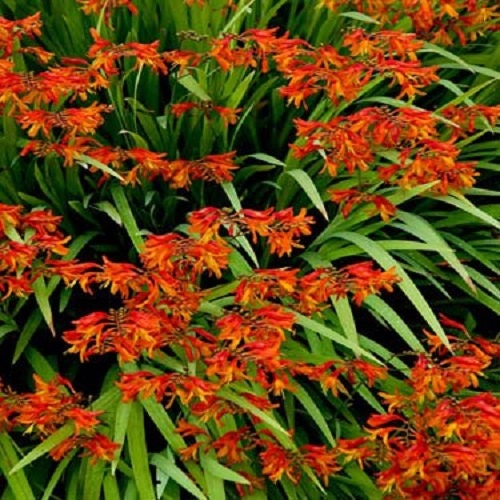Crocosmia Seeds 25 Seeds Crocosmia Paniculata Hydrida Perennial