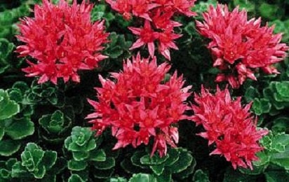 100 succulent seeds 100 Sedum Seeds Emperors Wave Seeds Succulent Seeds – trailingpetunia.com