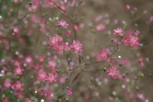 Baby’s Breath Seeds 200 Red Seeds Baby Breath Flower Seeds