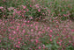 Baby’s Breath Seeds 200 Red Seeds Baby Breath Flower Seeds