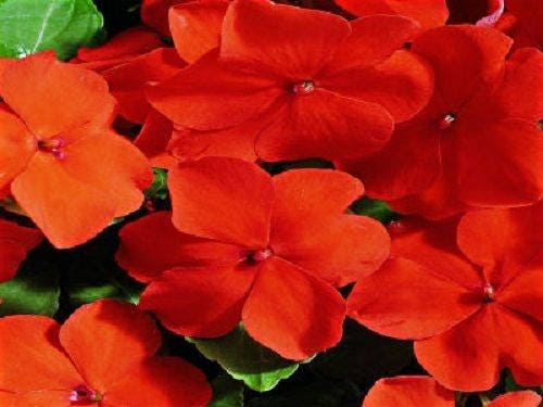 50 Impatiens seeds Impatiens Accent Deep Orange