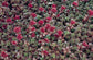 MPB#2 Sedum Seeds Dragon Blood 5,000 Bulk Seeds Succulent Seeds