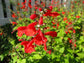 50 Salvia Seeds Texas Sage Lady Red Nymph Seeds